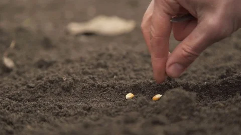 Biotechnology engineer planting corn seeds in the ground Stock Footage 80989473
