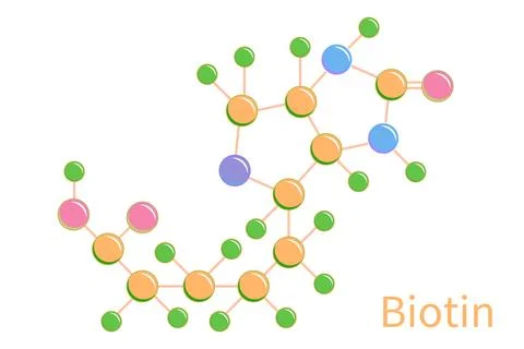 Biotin Vitamin B7 Molecules Structure Formula Illustration Stock Illustration