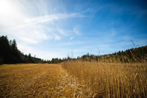Biotop on Deininger Weiher, bavaria Stock Photos