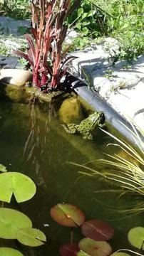 Biotop-View   with FROG Stock Photos