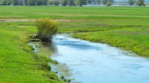 Biotope on the Elbe Stock Photos
