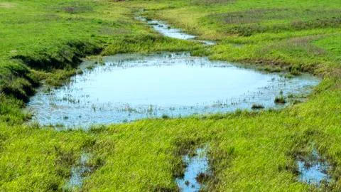 Biotope on the Elbe Stock Photos