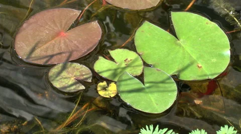 Biotope with lily pad Stock Footage 46603963