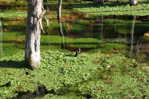 Biotope 写真素材