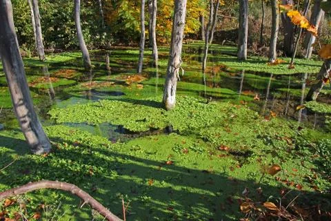 Biotope 写真素材