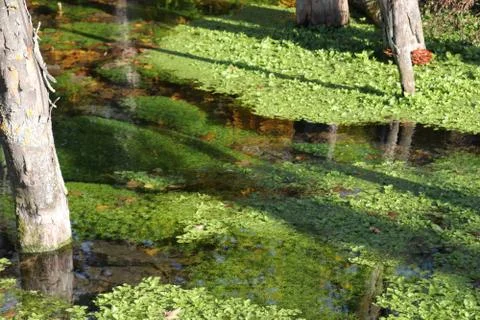Biotope 写真素材