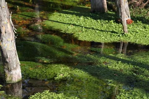 Biotope 写真素材