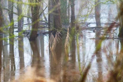 Biotope in Winter Stock Photos