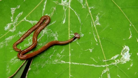 Bipalium kewense macro closeup Stock Footage 323457372