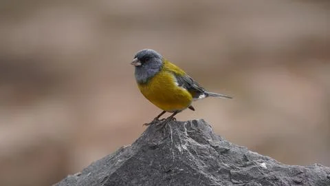 Biperch Stock Photos