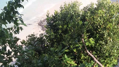 Bira beach (8) Stock Footage 276648328