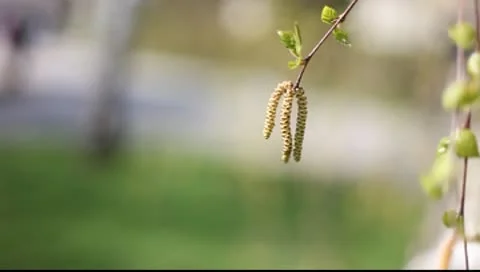 Birch against the blue sky Video stock 10600215