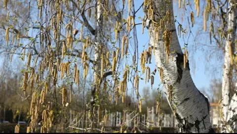 Birch against the blue sky Video stock 10600222