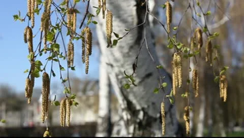 Birch against the blue sky Video stock 10600224