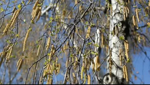 Birch against the blue sky Video stock 10600227