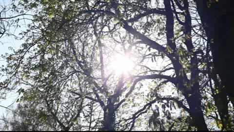 Birch against the blue sky Stock Footage