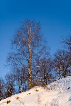 Birch against the cloudless sky in winter. Foto stock
