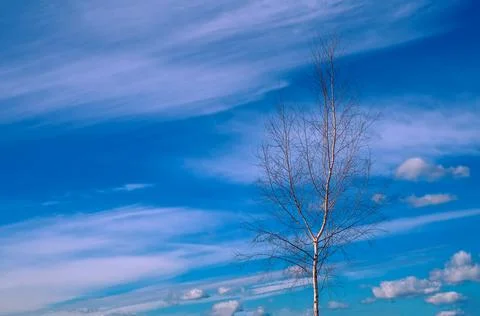 Birch against the sky with clouds Stock Photos