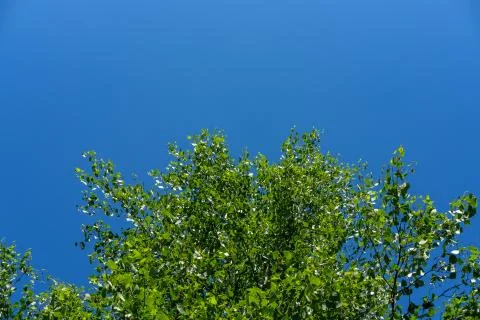 Birch against the sky. Foto stock