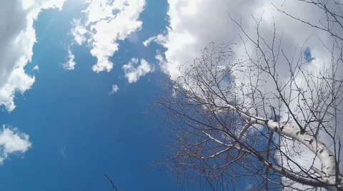 Birch against the sky,the wind rustles birch,clouds float across the sky Stock-Footage 49291800