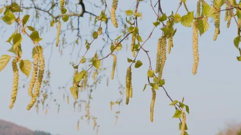 Birch aglets at spring under blue sky, close-up. Beginning Stock Footage 107836285