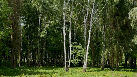 Birch among the forest Stock Footage 108443252