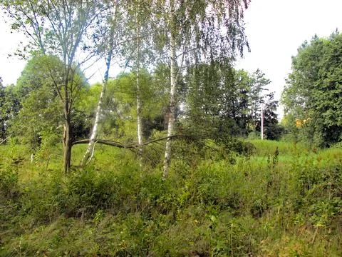 Birch and birch trees in the forest on a sunny day Stock Photos