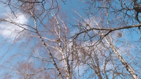 Birch And Blue Sky Stock Footage 168692262