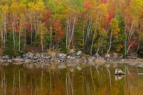 Birch and Foliage Reflection Stock Photos