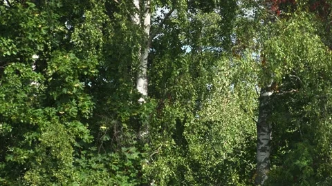 Birch and forest close-up Stock Footage 207661896