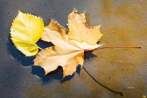 Birch and maple leaves float on surface of puddle Stock Photos