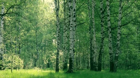 Birch and maple in the summer forest. summer landscape birch grove Video stock 108796715
