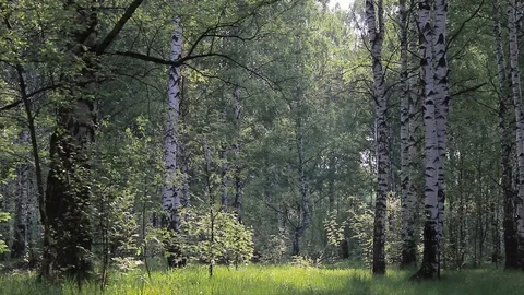 Birch and maple in the summer forest. summer landscape birch grove Stock Footage 108796748