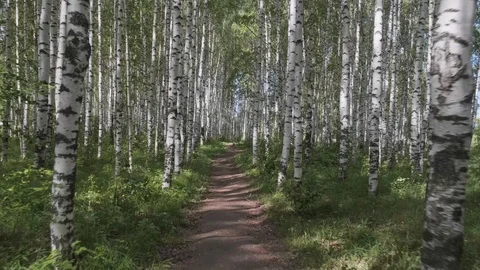 Birch and maple in the summer forest. summer landscape birch grove Stock Footage 109460737