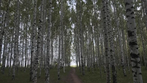 Birch and maple in the summer forest. summer landscape birch grove Stock Footage 109460824
