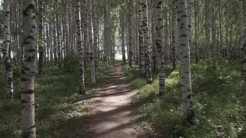 Birch and maple in the summer forest. summer landscape birch grove Stock Footage 109460907