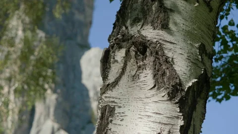 Birch and mountains Stock Footage 167482704