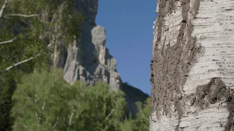 Birch and mountains Stock Footage 167621640