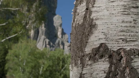Birch and mountains Stock Footage 168159027