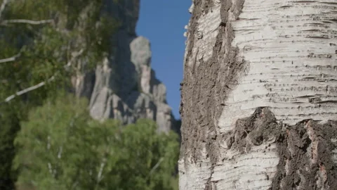 Birch and mountains Stock Footage 168443084