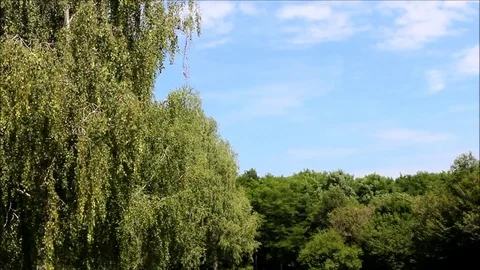 Birch and other deciduous trees Stock Footage 77862697