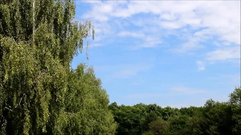 Birch and other deciduous trees Stock Footage 77862967
