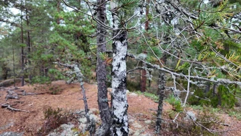 Birch and Pine Branches above Mossy Forest Floor in Sweden Vídeos de archivo 347682049