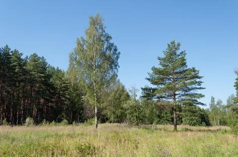 Birch and pine in a forest clearing Stock Photos