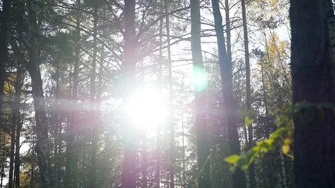 Birch and pine forest in the rays of the sun at sunset. HD, 1920x1080, slow Stock Footage 103674616