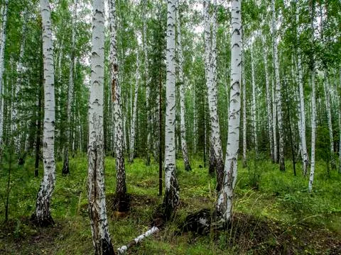 Birch and pine mixed forest in summer Stock Photos