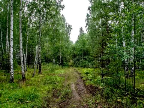 Birch and pine mixed forest in summer, a path in the forest Stock Photos