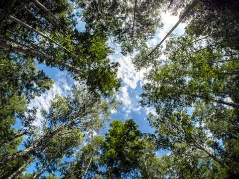 Birch and pine mixed forest in summer, Fisheye Stock Photos