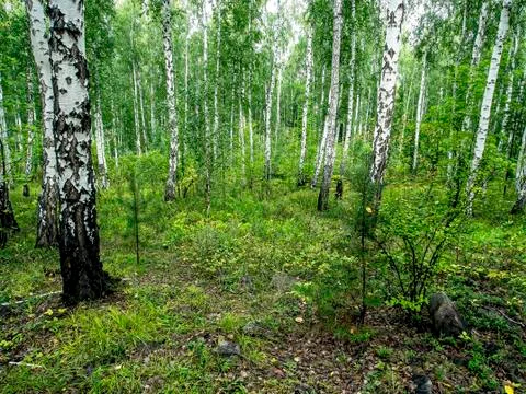 Birch and pine mixed forest in summer Stock Photos
