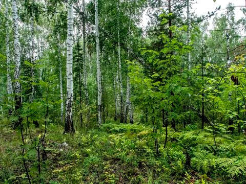 Birch and pine mixed forest in summer Stock Photos